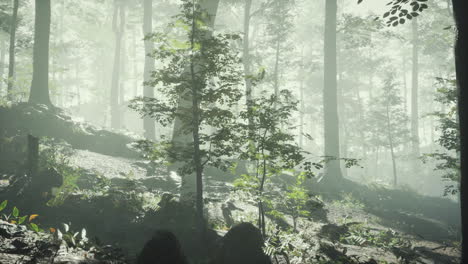sunny-silhouetted-forest-with-sunbeams-through-fog